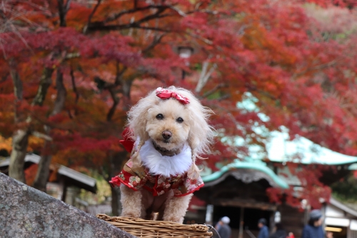 勝尾寺