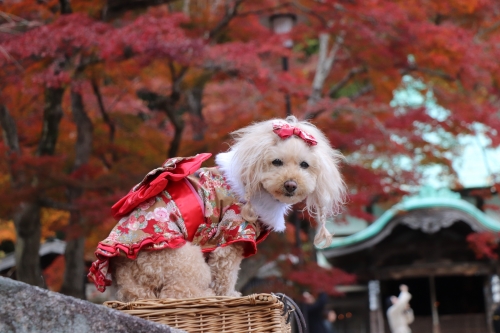 勝尾寺