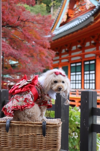 勝尾寺