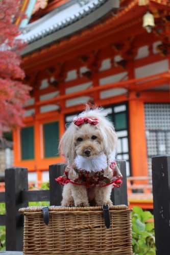 勝尾寺