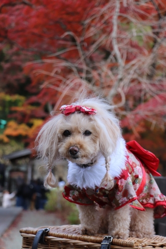 勝尾寺