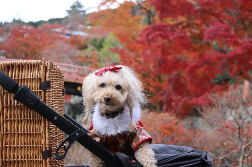 勝尾寺