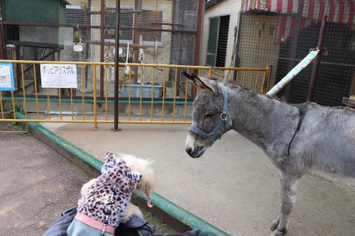 池田動物園