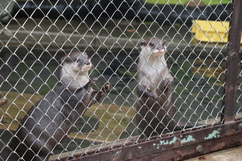 池田動物園