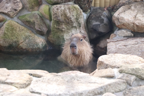 池田動物園