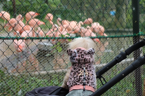 池田動物園