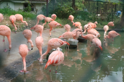 池田動物園