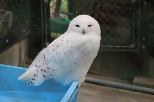 池田動物園