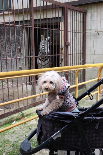 池田動物園