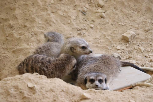 池田動物園