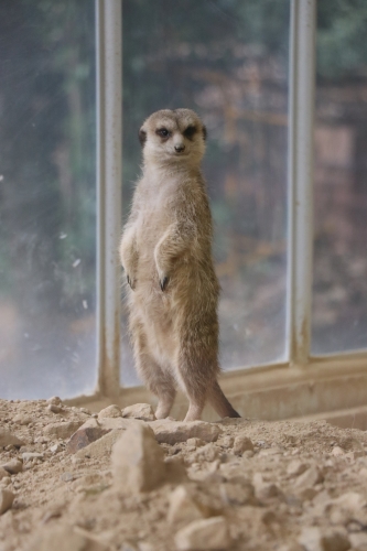 池田動物園