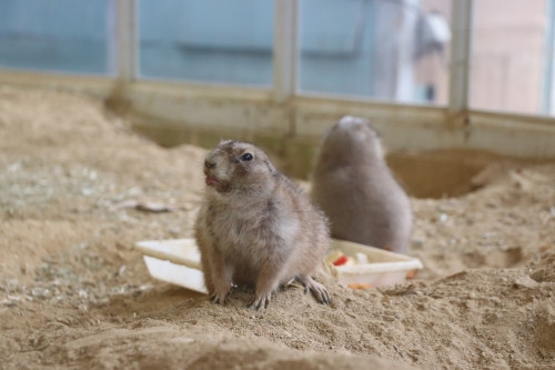 池田動物園