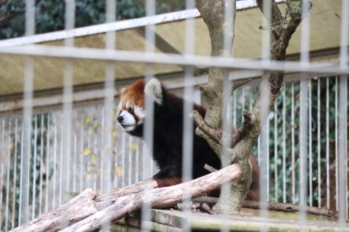 池田動物園