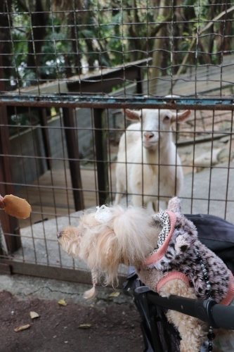 池田動物園