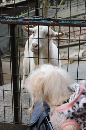 池田動物園