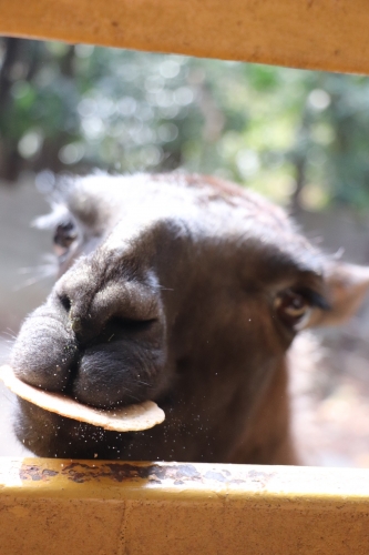 池田動物園