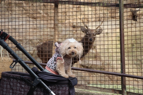 池田動物園