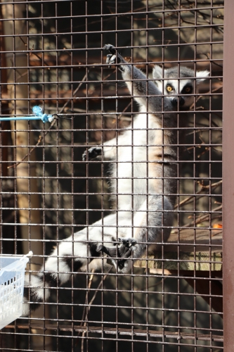 池田動物園