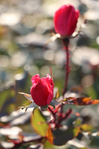 ドイツの森