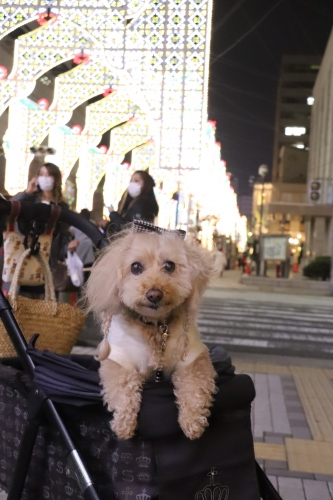 神戸ルミナリエ