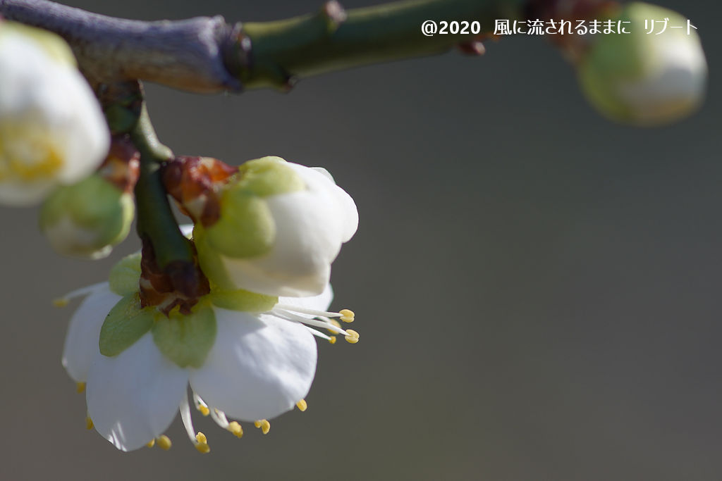 春近し！　大阪城梅林　梅の花（2020年2月2日撮影）1