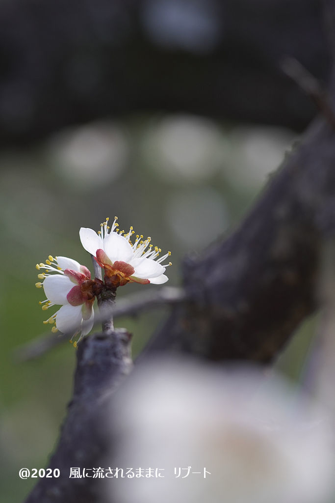 春近し！　大阪城梅林　梅の花（2020年2月2日撮影）2