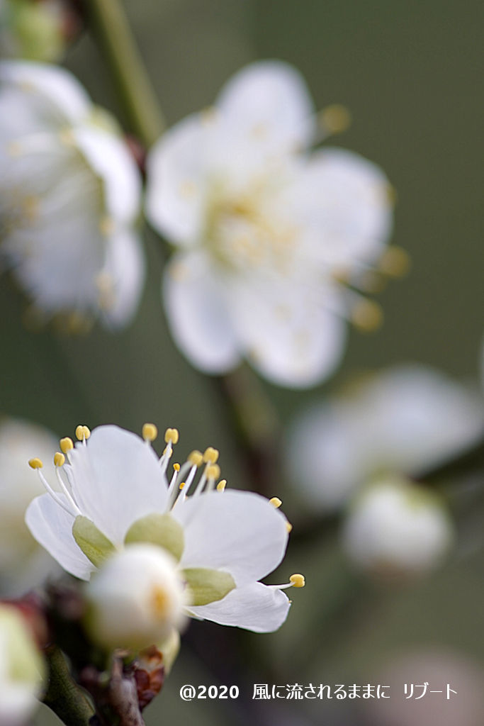 春近し！　大阪城梅林　梅の花（2020年2月2日撮影）5