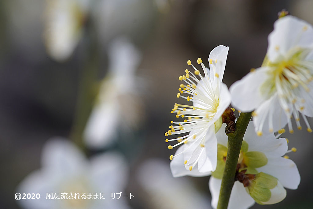 春近し！　大阪城梅林　梅の花（2020年2月2日撮影）6