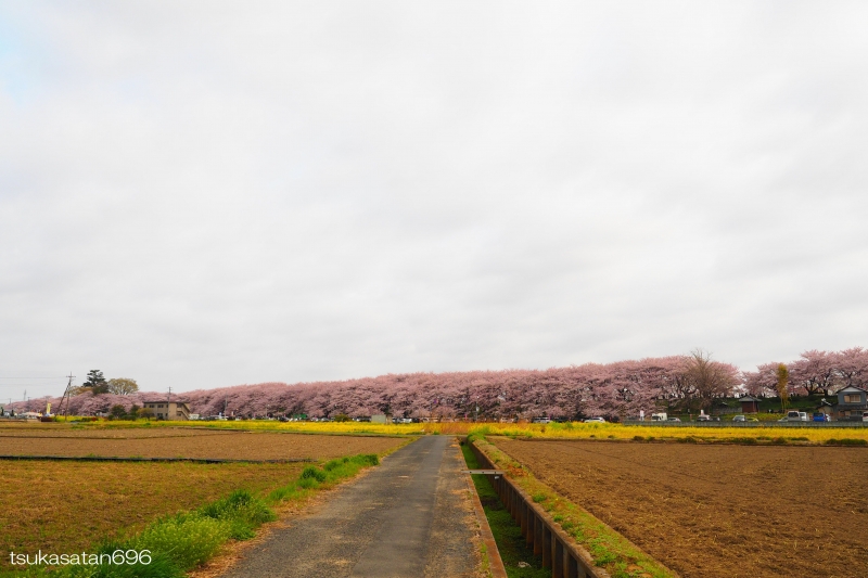 20190407_at_gongendo_02