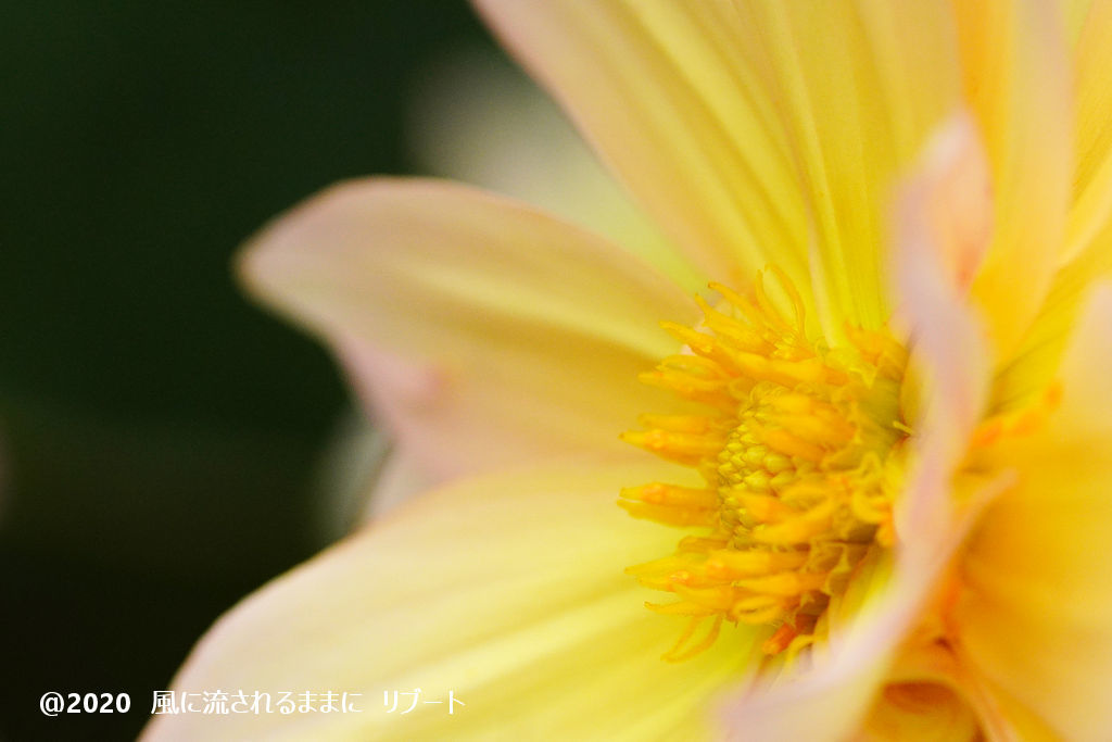 α6400とD FA MACRO 100mmF2.8 WRで撮った大阪・花の文化園のダリヤ2