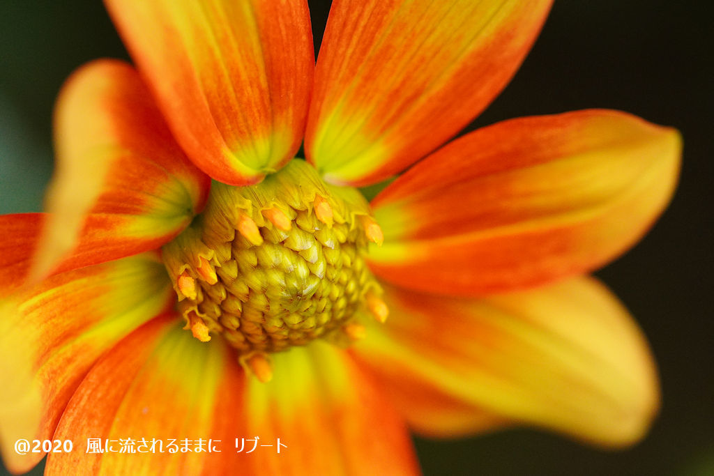 α6400とD FA MACRO 100mmF2.8 WRで撮った大阪・花の文化園のダリヤ3