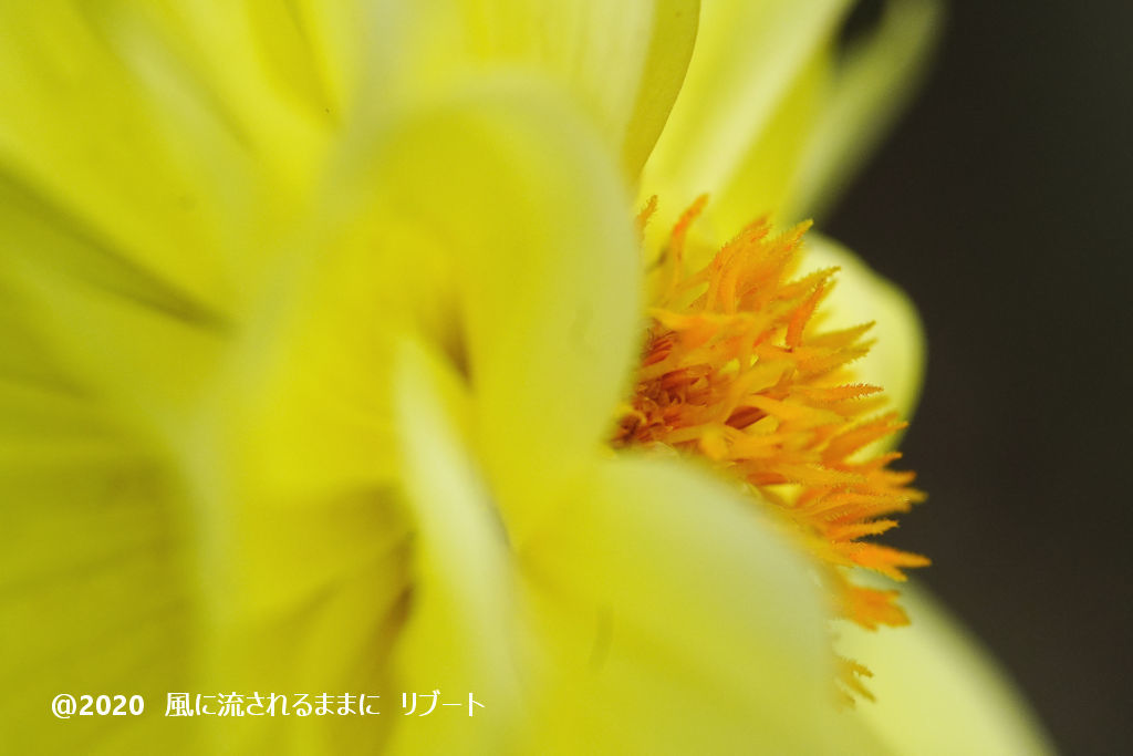 α6400とD FA MACRO 100mmF2.8 WRで撮った大阪・花の文化園のダリヤ5