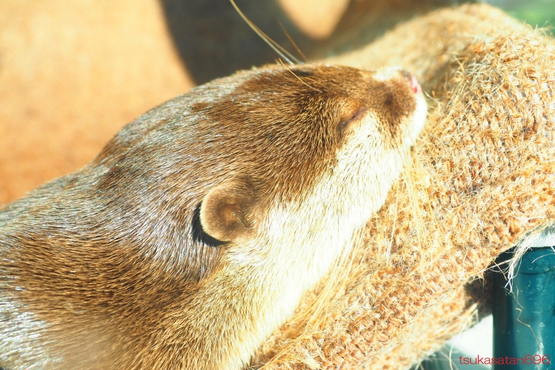 20191104_shimoda_aquarium_05