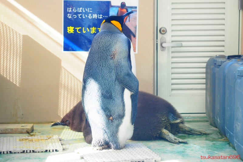 20191104_shimoda_aquarium_06