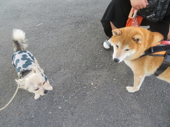 1B01  こむぎちゃん　柴犬5才20190204　0513