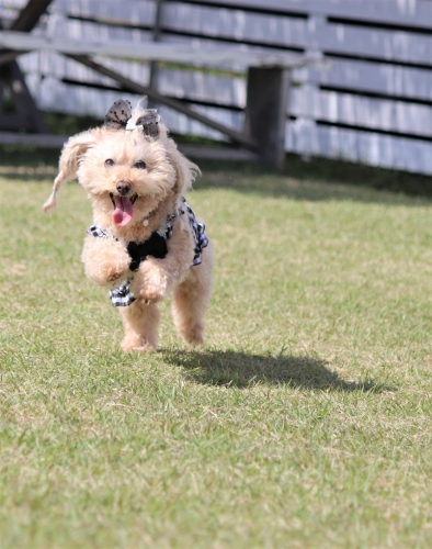 夢コスモス園