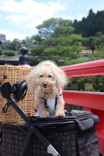 陣屋朝市