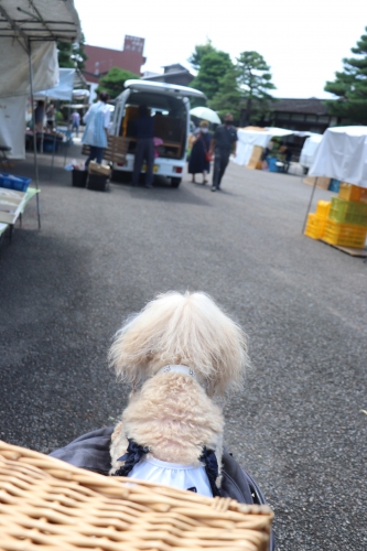 陣屋朝市