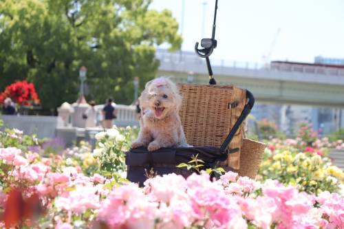 中之島公園