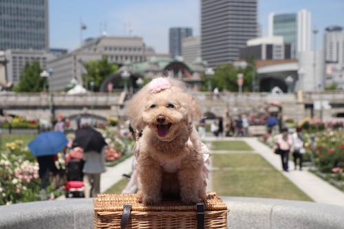 中之島公園