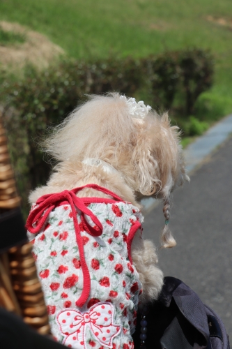 蜻蛉池公園