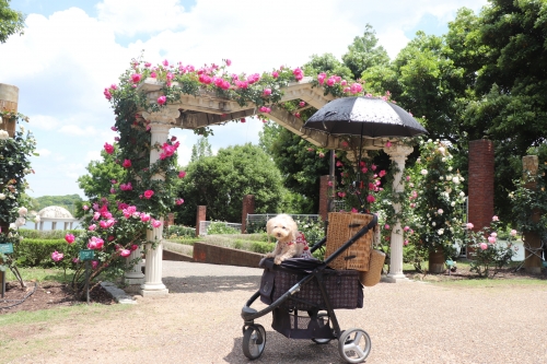 蜻蛉池公園