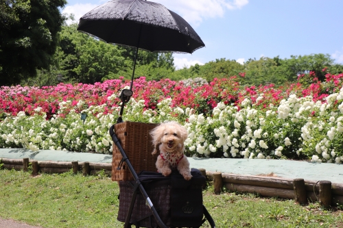 蜻蛉池公園