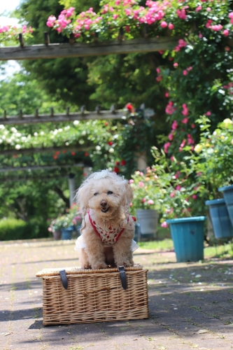 蜻蛉池公園