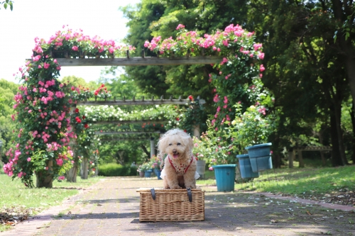 蜻蛉池公園