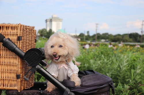 第一なぎさ公園