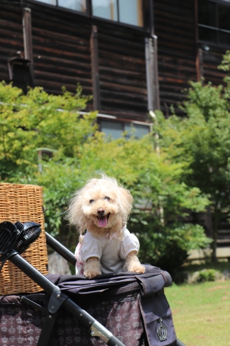 奈良カエデの郷ひらら