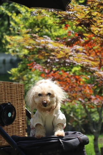 奈良カエデの郷ひらら