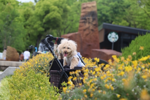 大阪城公園