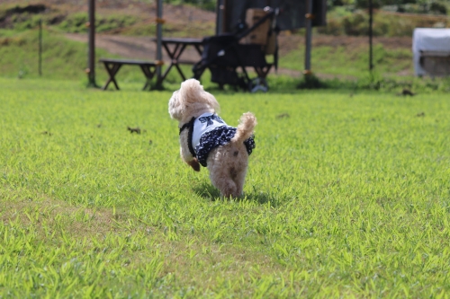 ひるがのピクニックガーデン